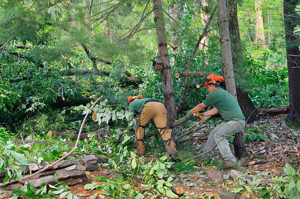  Mount Kisco, NY Tree Service Pros